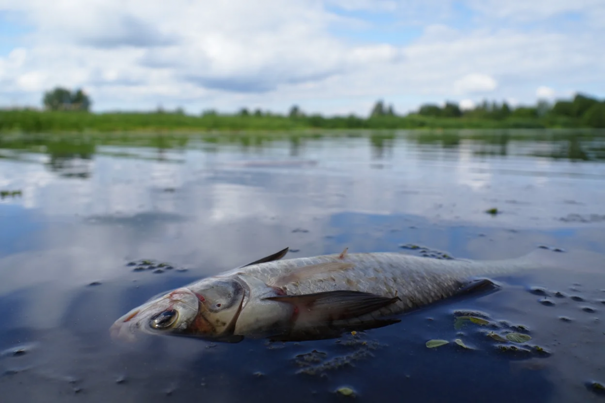 В реке Алатырь в Мордовии зафиксирована массовая гибель рыбы