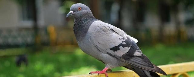 A woman was arrested in Hong Kong on suspicion of killing a pigeon