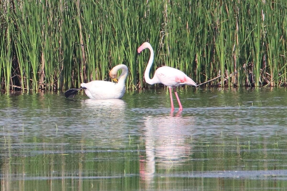 Под Пензой впервые за 125 лет  обнаружили розовых фламинго