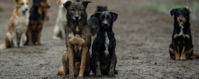 В Орловской области выделено 8,5 миллионов рублей на отлов безнадзорных животных