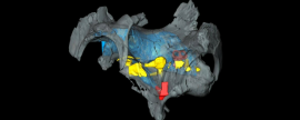 Специалисты Амурского онкодиспансера сделали компьютерную томографию динозавру