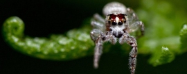 У пауков-скакунчиков обнаружена способность к быстрому сну