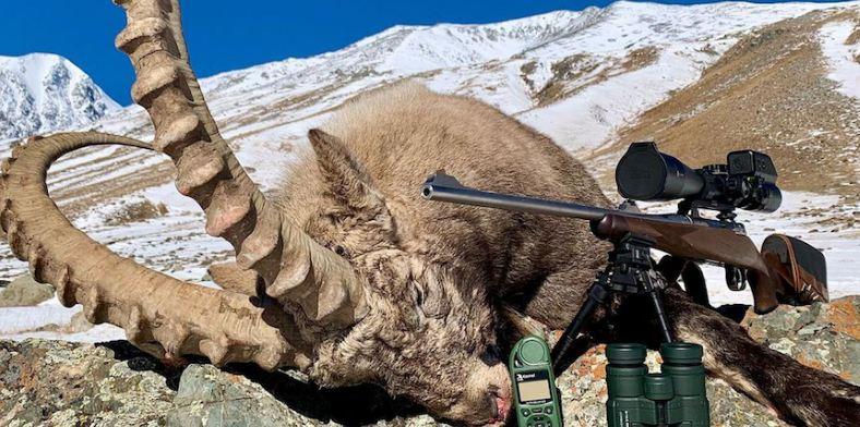 Алтайских козерогов призвали внести в Красную книгу после фотосессии блогера-охотника