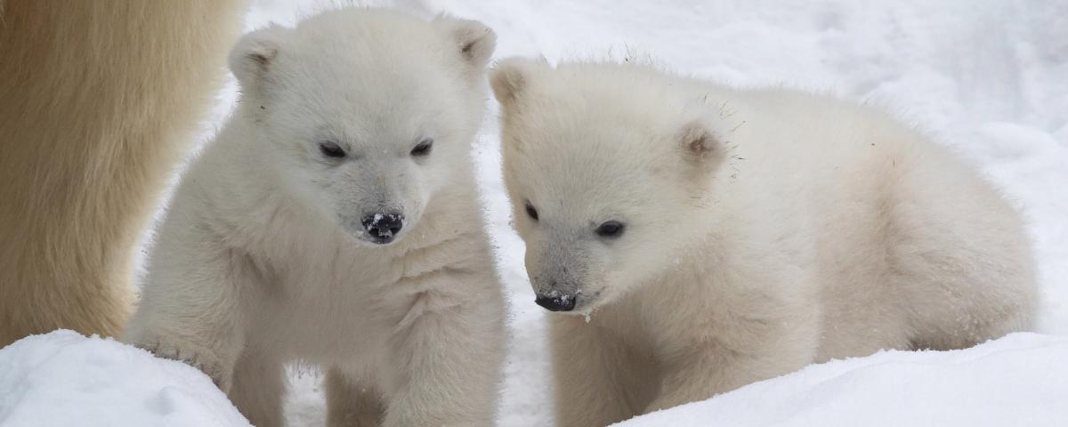 Норди и Шайна: В Новосибирском зоопарке объявили имена белых медвежат