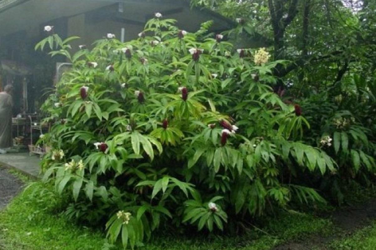 Российские ученые спасли краснокнижное растение, клонировав его