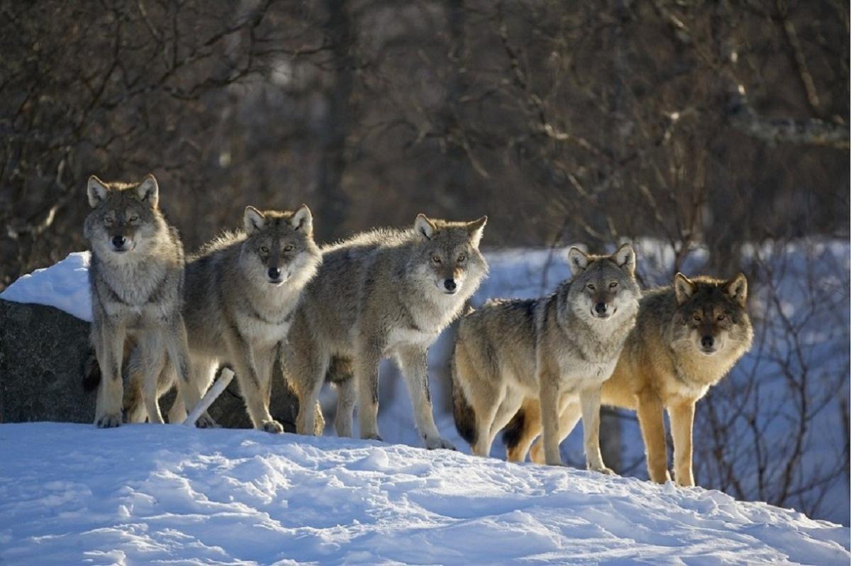 Стая волков съела 25 собак в карельском поселке, Минприроды присылает отписки