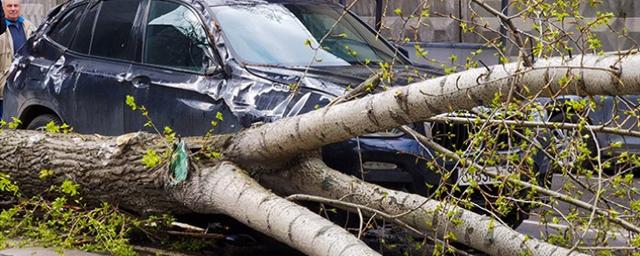 Ураганный ветер в Москве повалил 56 деревьев и повредил 44 машины