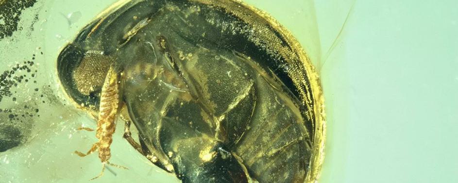 Палеонтологи нашли в янтаре из Мьянмы самого древнего жука-опылителя
