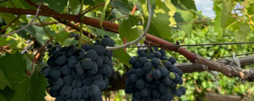 В Крыму стартовал сбор столовых сортов винограда