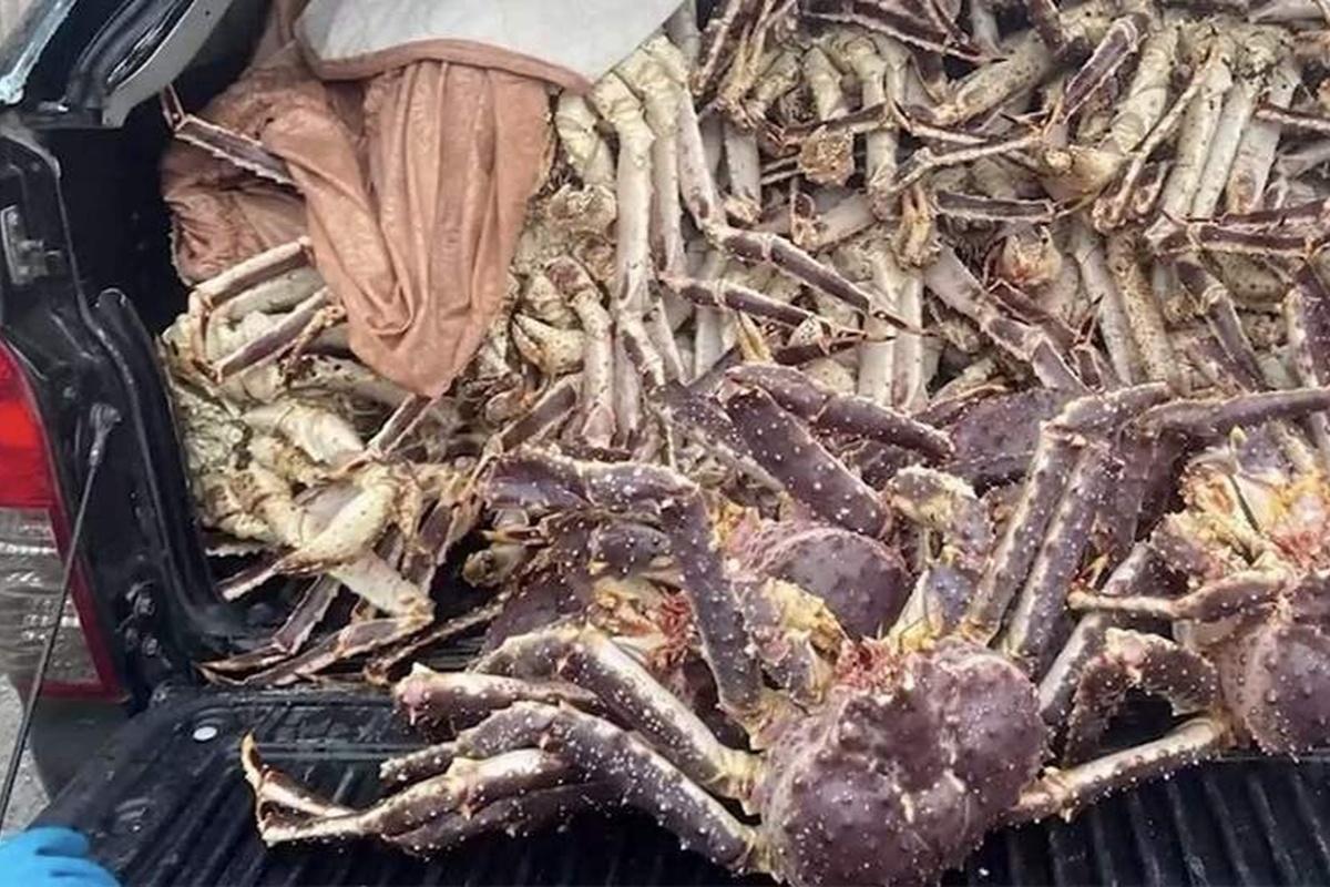 В суд Магаданской области поступило дело браконьеров, добывавших крабов