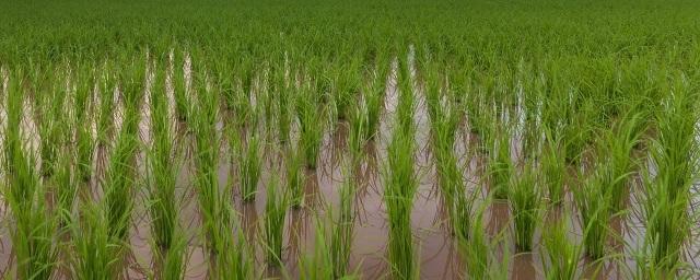 В 2022 году в Дагестане на 2500 га увеличат площадь посевов риса