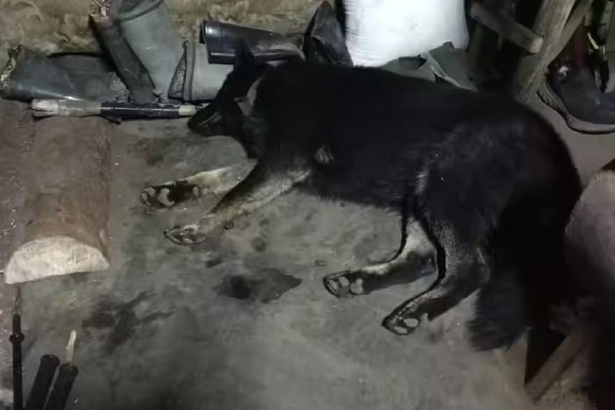 Спасшая шестерых военнослужащих овчарка Донбасс номинирована на международную премию