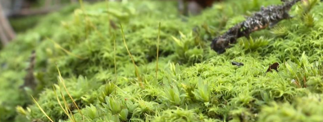 В Ялте открыли новый турмаршрут по живописному заповеднику