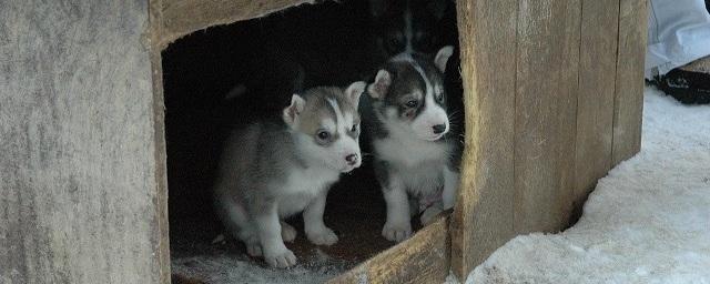 Будку с щенками подожгли в Саратове