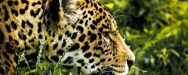 В Афинах ликвидировали двух сбежавших из зоопарка ягуаров