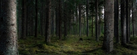В Калужской области высадят свыше 160 тысяч деревьев этой осенью