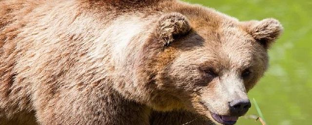 В Сочи застрелили медведей, растерзавших ребенка