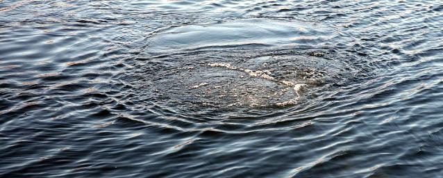 Жительница Новосибирска и ее семилетний сын утонули в озере