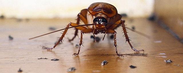 Ученые: Человечество не сможет истребить тараканов
