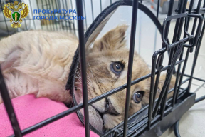 Прокуратура Москвы начала проверку жестокого обращения со львенком в «Москва-Сити»