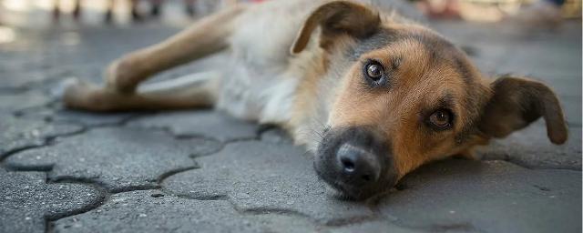 В Казани возбудили уголовное дело по факту расстрела бездомной собаки