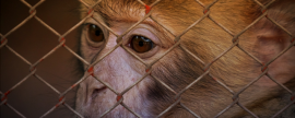 Всемирная сеть здравоохранения объявила вспышку обезьяньей оспы пандемией