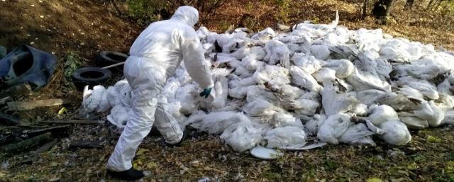 На птицефабрике «Романовская» в Ярославской области предстоит уничтожить 800 тысяч кур из-за птичьего гриппа