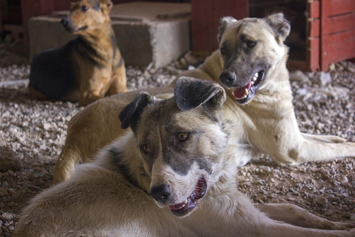Новосибирские зоозащитники требуют проверить условия содержания животных в приюте