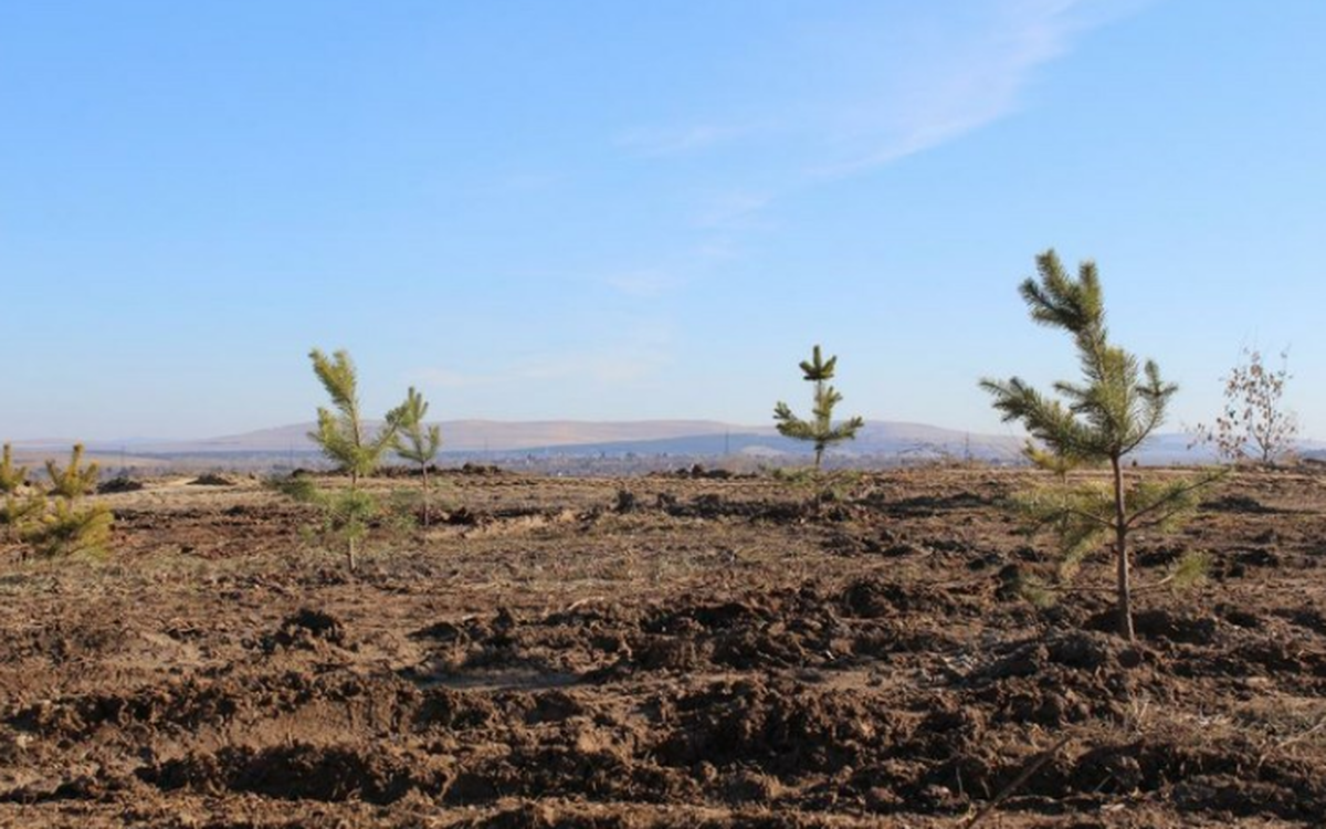 В Подсинем появился карьер для утилизации растительных отходов с дачных участков