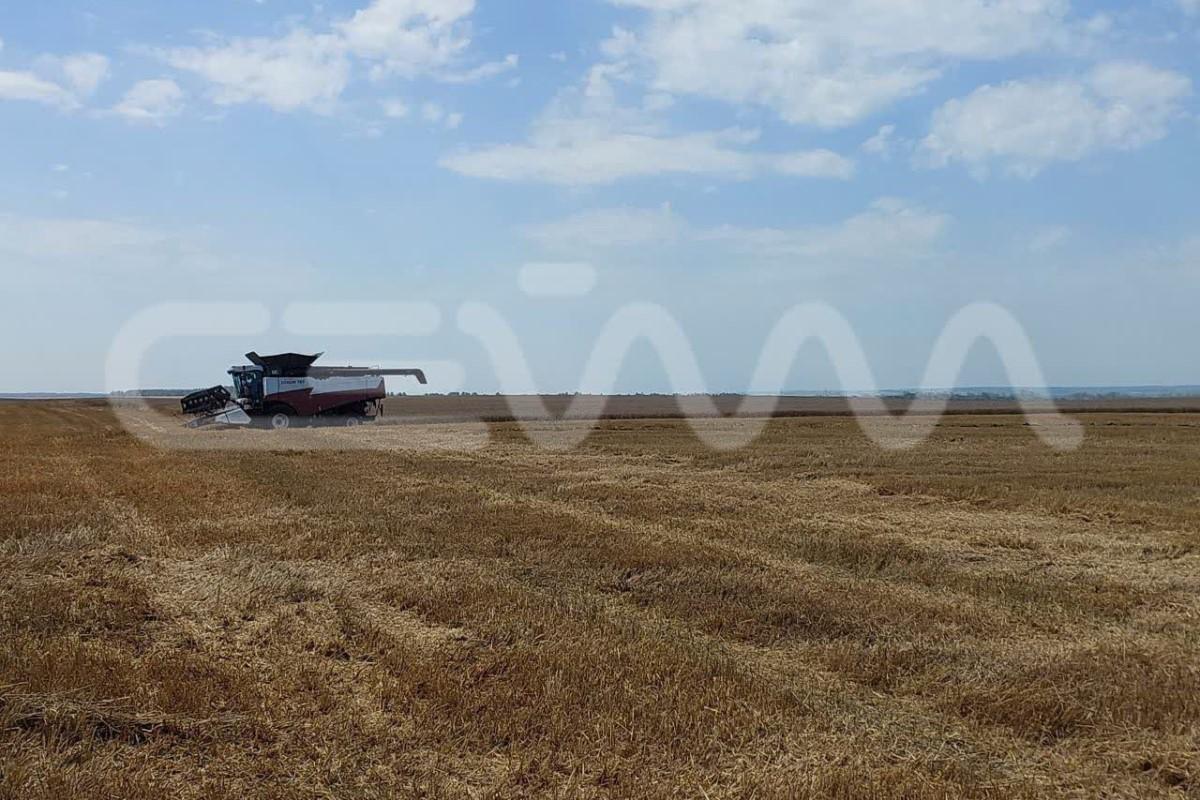 В Курской области обнаружили 416 тонн зараженной пшеницы