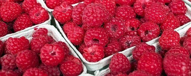 В Ярославской области хотят выращивать ягоды в промышленных масштабах