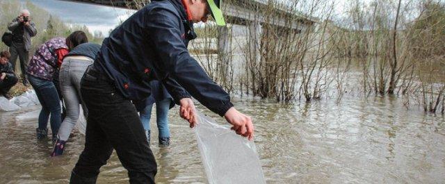 В Новосибирские школьники выпустили в Обь мальков редких рыб