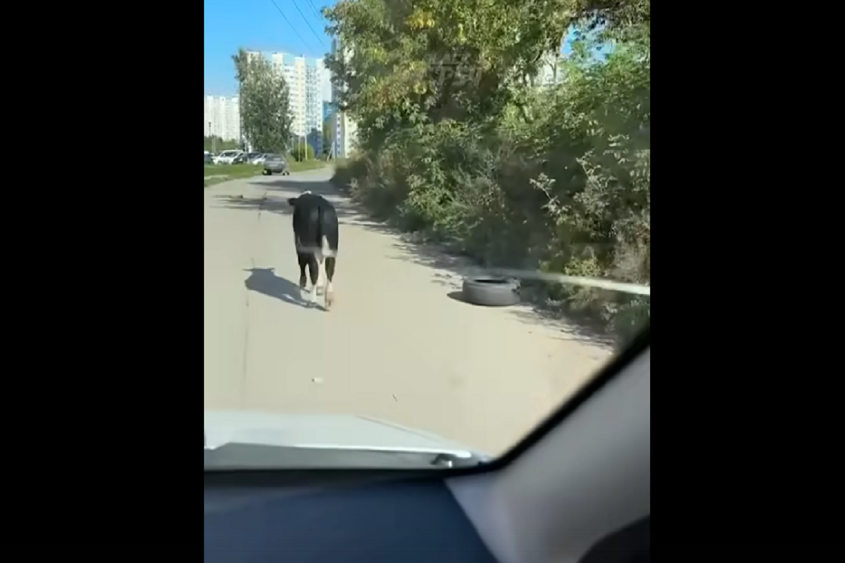 В Новосибирске объявили поиски владельцев разгуливающего по улицам теленка