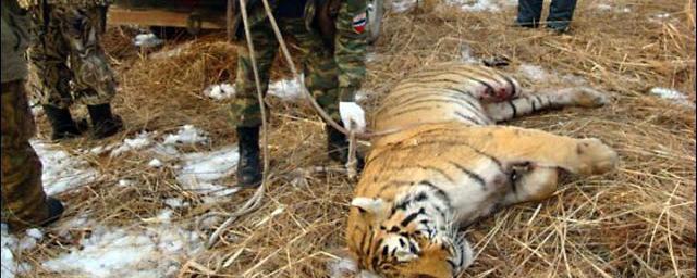 Житель Хабаровска застрелил амурского тигра, забравшегося в его сарай