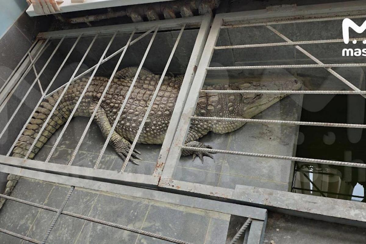 Гендиректор «Обнинск ТВ» держит в офисе крокодила в тесной клетке