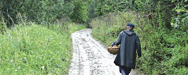 В лесах Подмосковья с начала года потерялись около 1000 человек