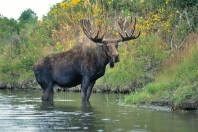 В Якутии завершен срок охоты на лося, благородного оленя и косулю