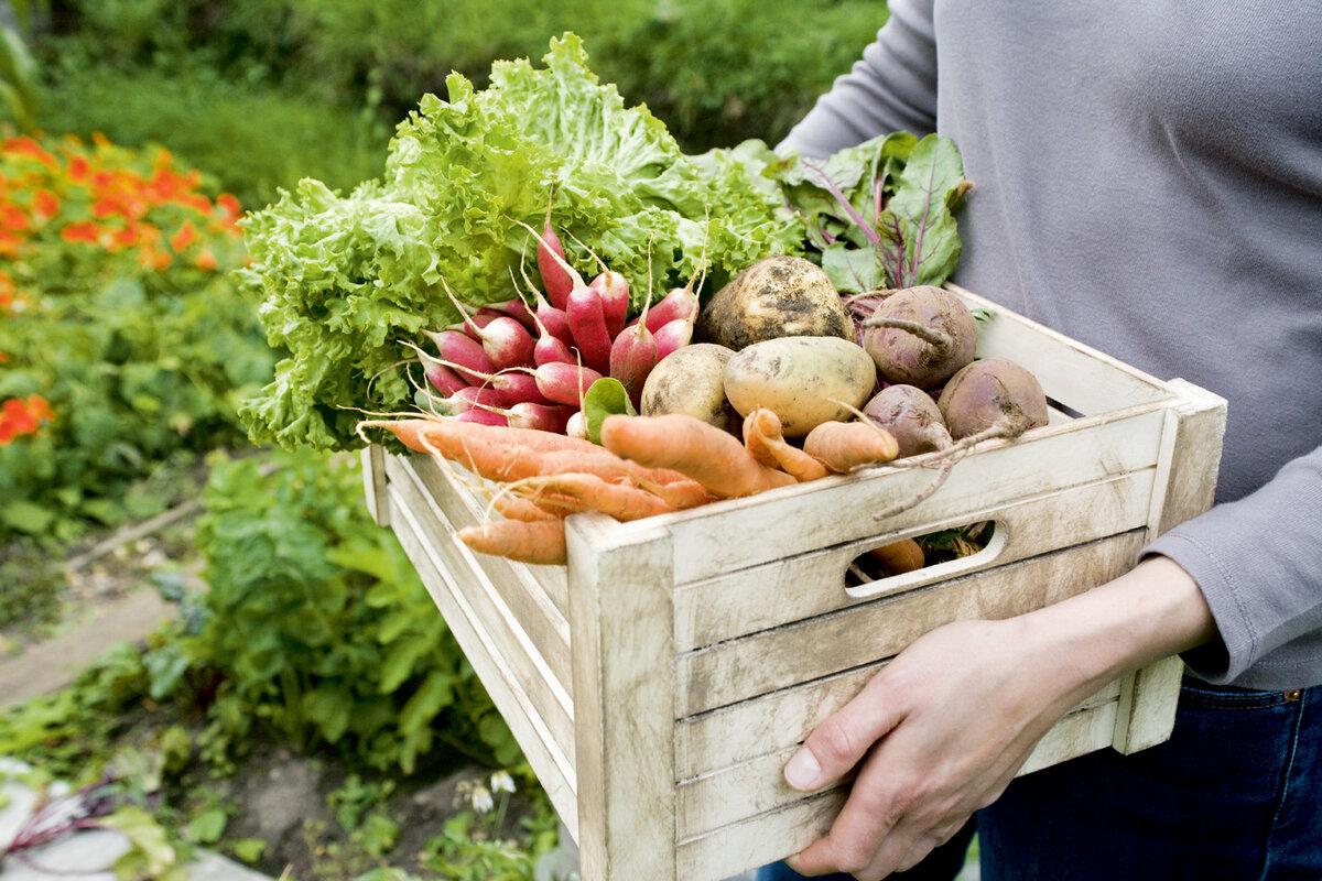 С начала года аграрии собрали 3,6 млн тонн овощей и зелени в организованном секторе