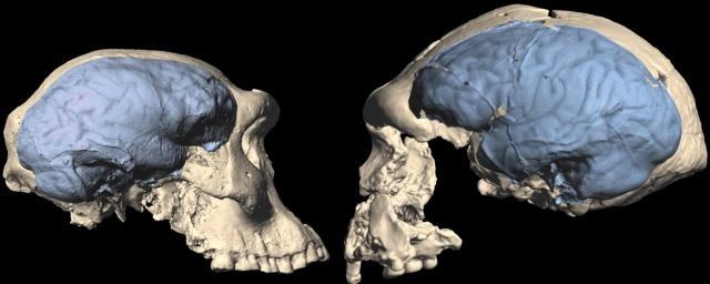 Мозг предков человека принял современный вид 1,7 млн лет назад