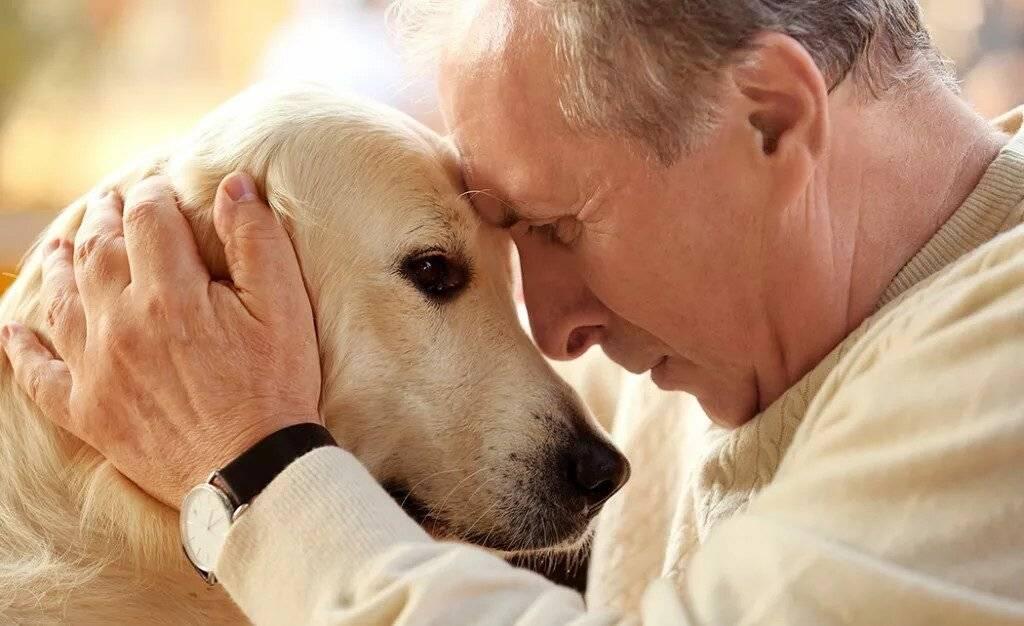 Ветеринарный врач Шеляков назвал лечебные свойства собак