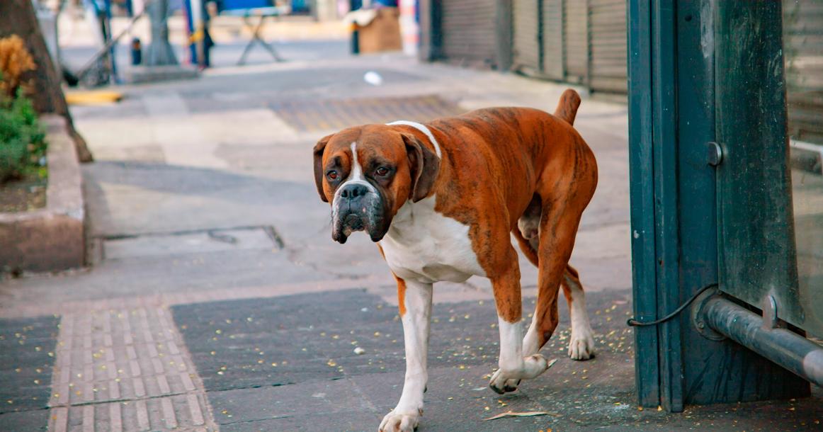 В Волгоградской области владельцев домашних собак начали штрафовать самовыгул животных
