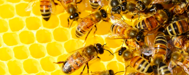 Пчеловоды Башкирии получат компенсацию за массовую гибель пчел из-за химической обработки
