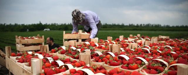 В России собрали более 750 тонн клубники к началу летнего сезона