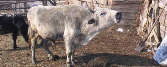 Сибирские ученые раскрыли механизм устойчивости скота к морозам