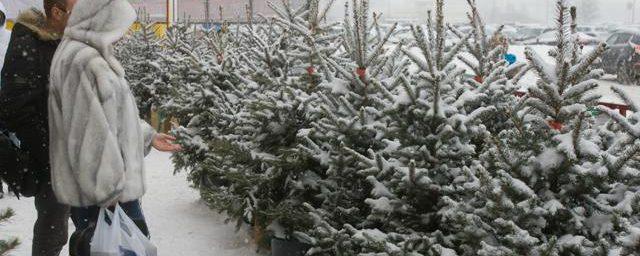 В Егорьевске 20 декабря откроются три елочных базара