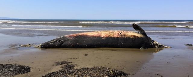 Тушу кита Северный плавун длиной 8 метров выбросило на побережье в Холмске