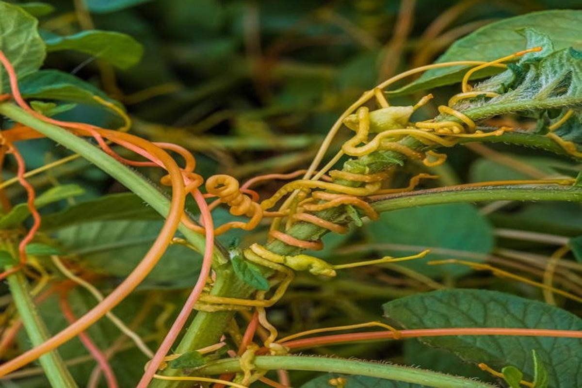 В Астраханской области каждая партия подкарантинной импортной продукции исследуется