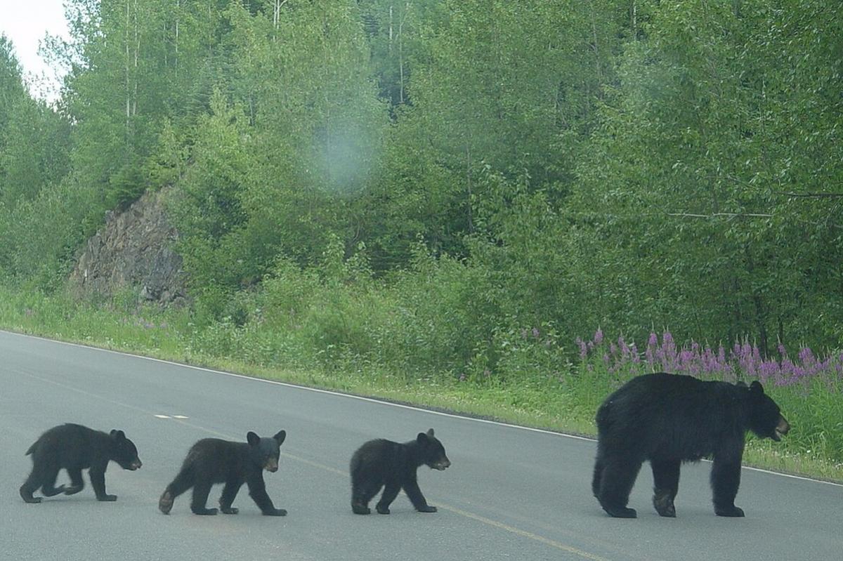 Медвежье семейство лакомилось овсом в новосибирских полях