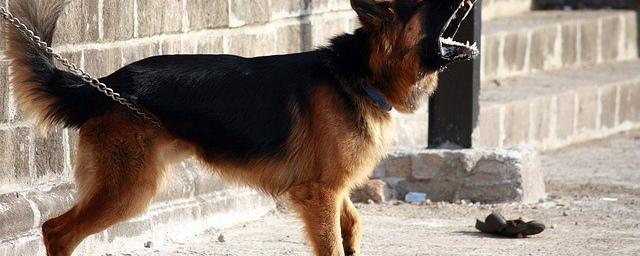 В Ульяновске осудили директора фирмы, натравившего собак на приставов