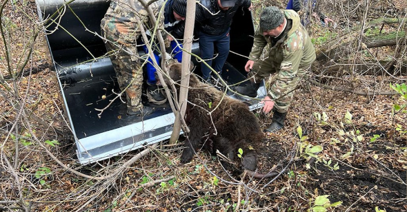 В Башкирии медведица напала на женщину